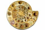 Cut & Polished Jurassic Ammonite (Perisphinctes) Fossil #369799-3